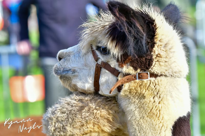 Sfeerbeeld van het evenement
