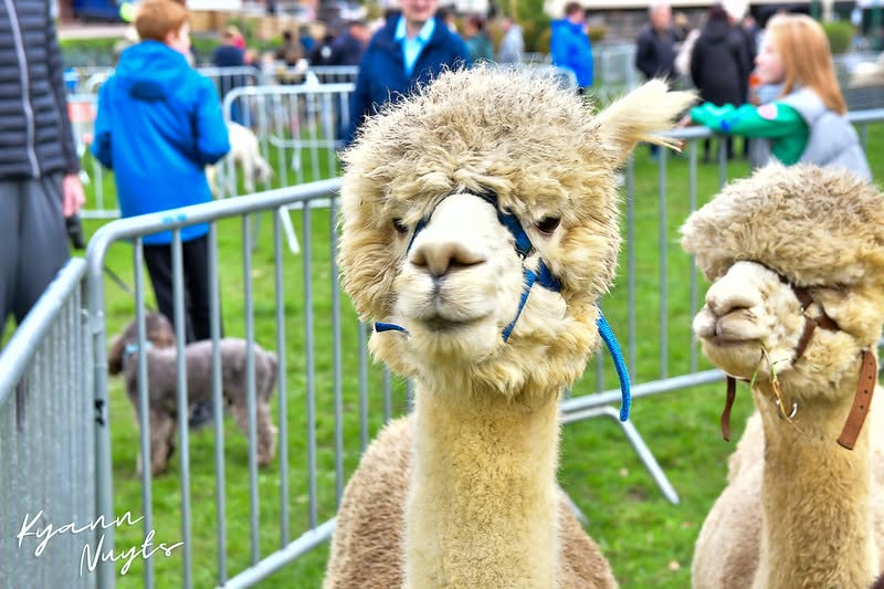 Sfeerbeeld van het evenement