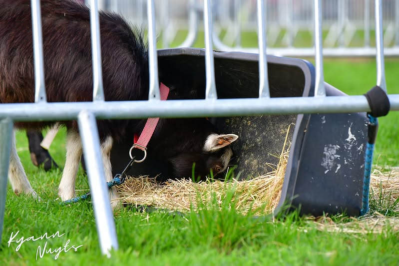 Sfeerbeeld van het evenement