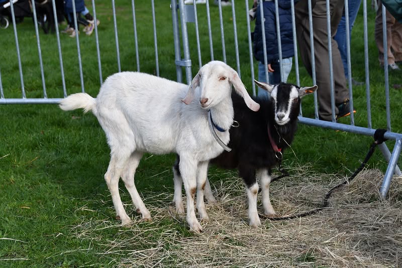 Sfeerbeeld van het evenement